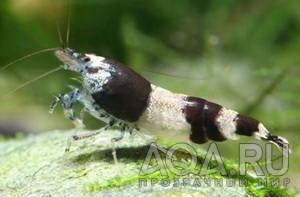 КРЕВЕТКА-ШМЕЛЬ-CARIDINA CF. BREVIATA