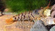 ТИГРОВАЯ КРЕВЕТКА-TIGER SHRIMP, CARIDINA CANTONENSIS SP. 