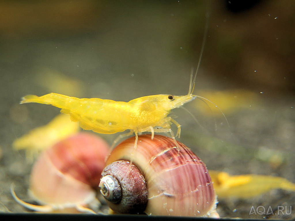 КРЕВЕТКА ЖЁЛТАЯ НЕОКАРИДИНА-NEOCARIDINA HETEROPODA VAR. YELLOW