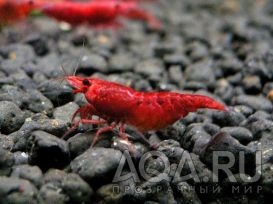 КРЕВЕТКА ВИШНЕВАЯ ( КРАСНЫЙ ОГОНЬ)-NEOCARIDINA HETEROPODA VAR. RED FIRE