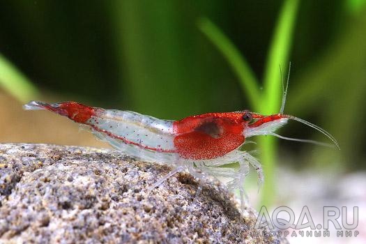 NEOCARIDINA HETEROPODA VAR.RILI