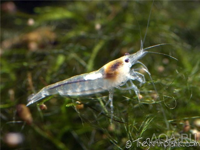 КРЕВЕТКА СНЕЖИНКА (NEOCARIDINA CF. ZHANGJIAJIENSIS VAR. WHITE)