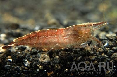 КРЕВЕТКА КАМУФЛЯЖ ПУСТЫНИ CARIDINA SP.CAMOUFLAGE COLOR DESERT