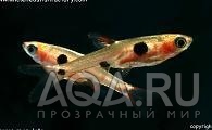 РАСБОРА ПЯТНИСТАЯ - BORARAS MACULATUS (RASBORA MACULATA)