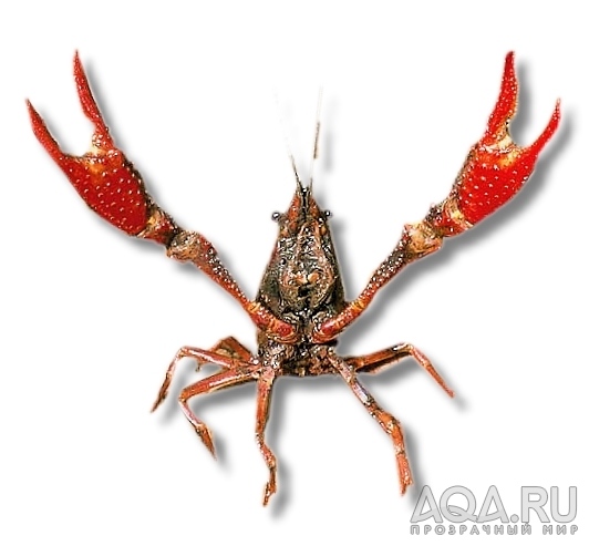 Procambarus clarkii