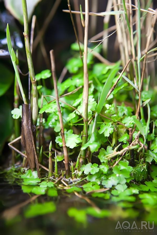 Hydrocotyle tripartita