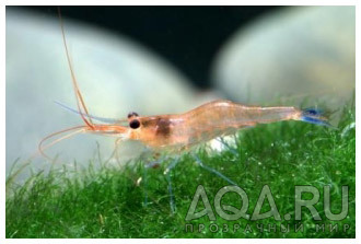 Креветка Голубоногая Caridina caerulea (Ensifera Caridina)