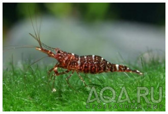 Креветка Красная орхидея(Caridina glaubrechti)