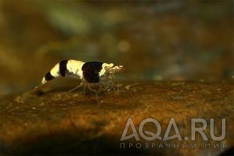 Креветка Сулавесская Пчела  Caridina sp. Sulawesi Bee(Mambo Bee)