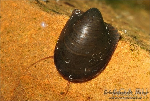 НЕРИПТЕРОН, БЭТМЕН (NERIPTERON TAHITENSIS)