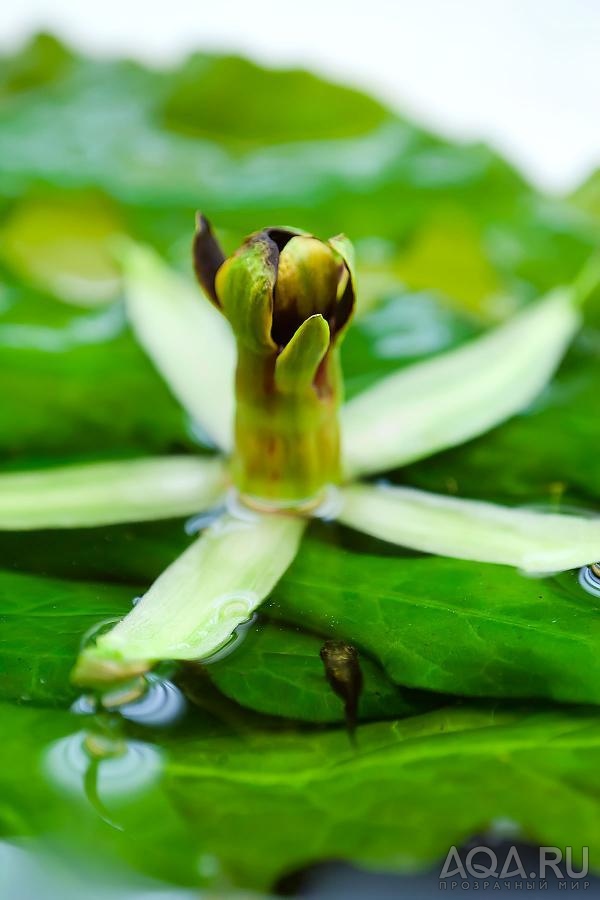 Барклайя длиннолистная (Barclaya longifolia green)