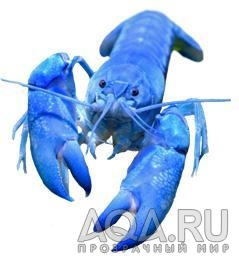 РАК ЯББИ (CHERAX DESTRUCTOR)