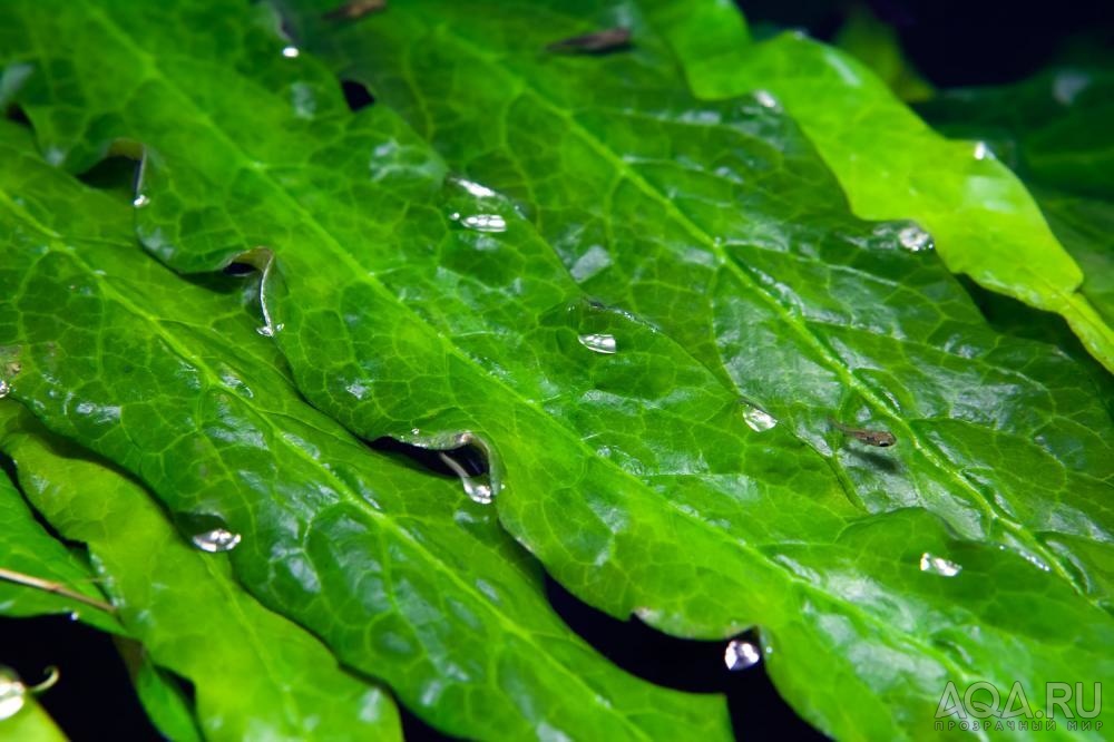 Barclaya longifolia