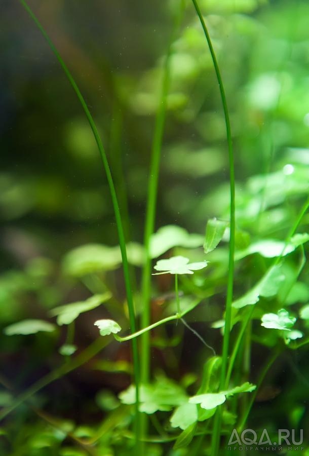 Hydrocotyle tripartita