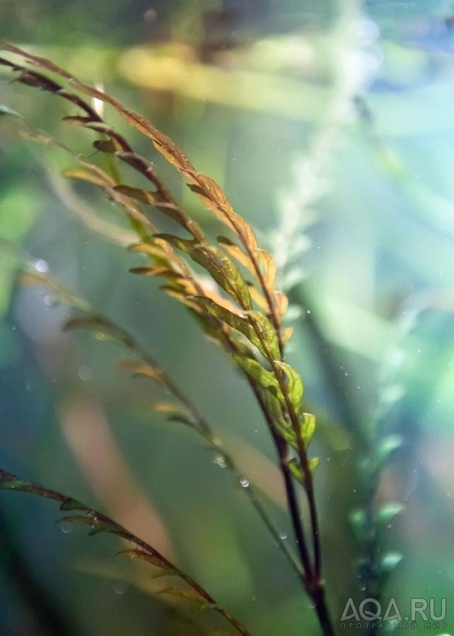 Hygrophila pinnatifida