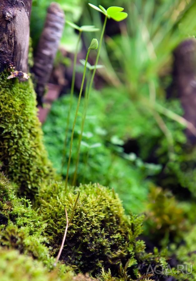 Марсилия городчатая (лат. Marsilea crenata)надводная форма