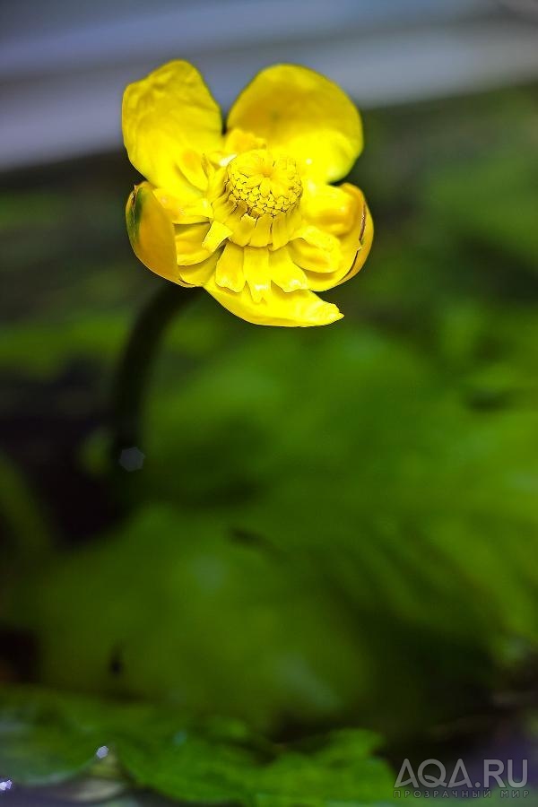 Кубышка японская (Nuphar japonicum)