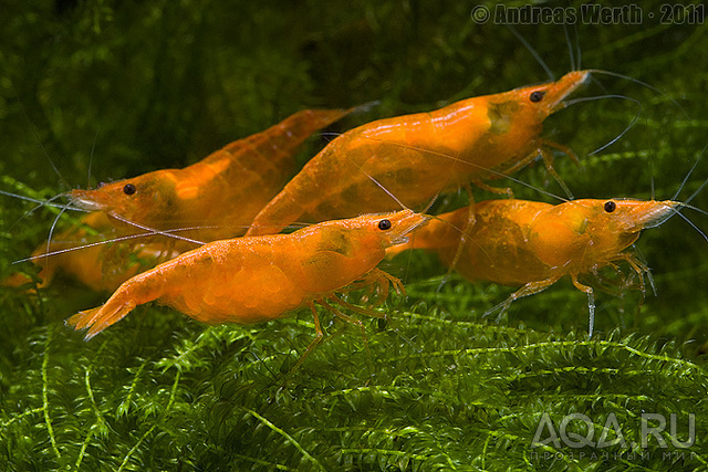 Orange Fire Shrimp