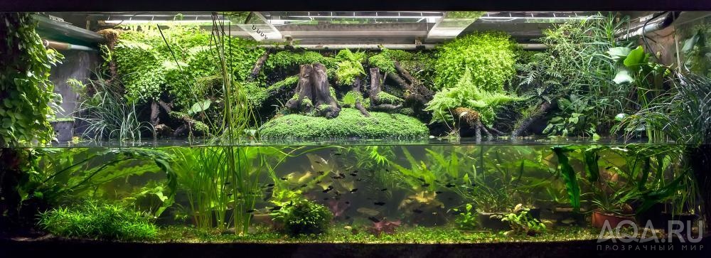 paludarium