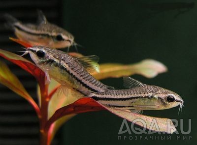 Сомик Пигмей - Corydoras pygmaeus