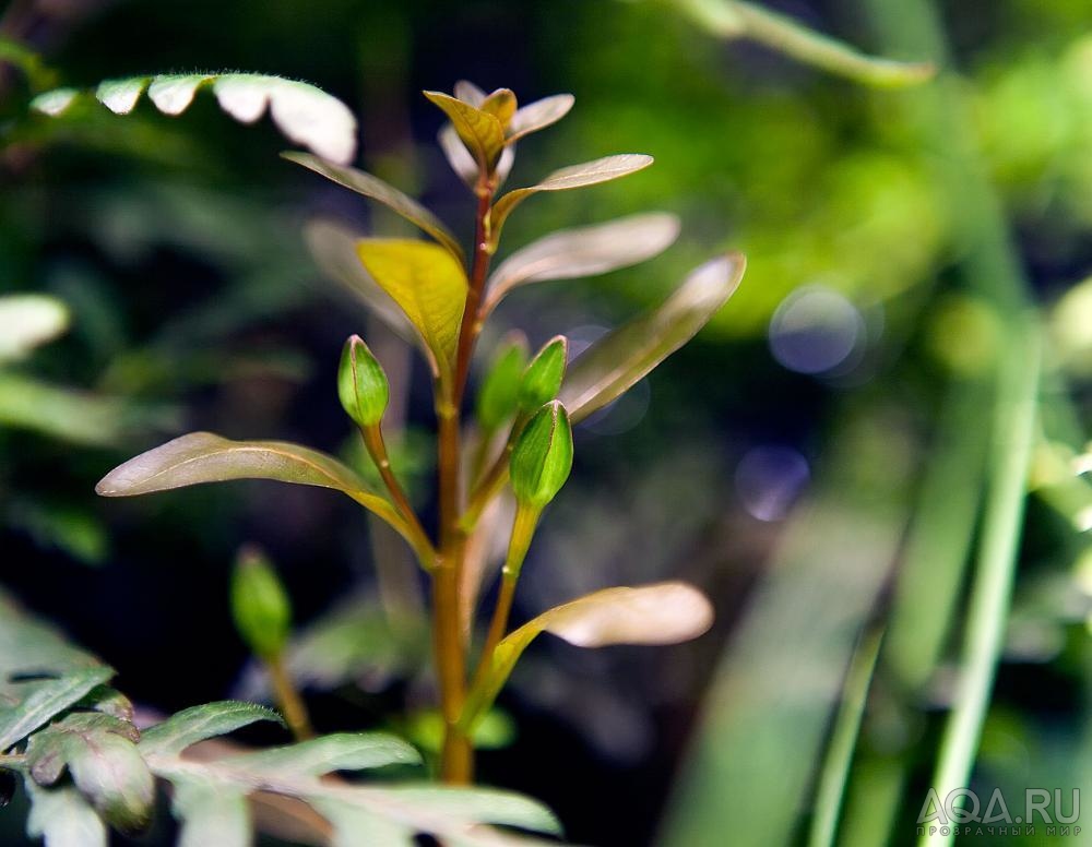 Людвигия инклината (Ludwigia inclinata)