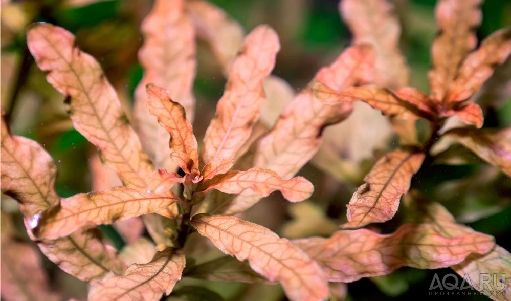 Людвигия инклината (Ludwigia inclinata)