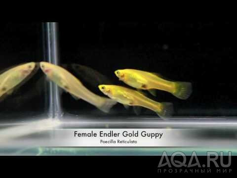 Endlers Gold female