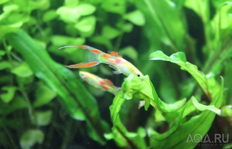 Endlers Gold Males