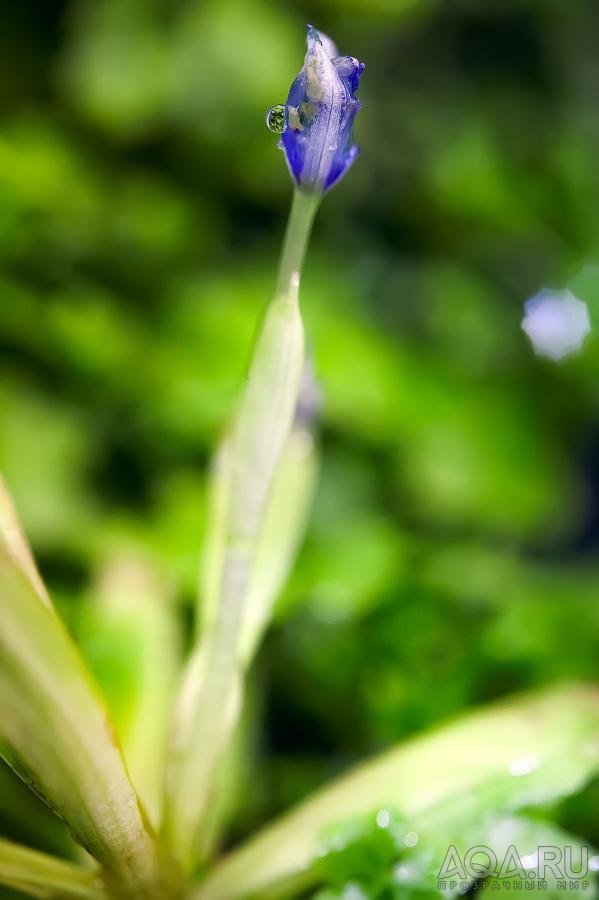 Heteranthera zosterifolia