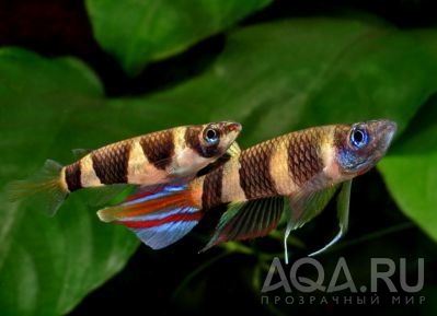 ФАКЕЛЬНЫЙ ЭПИПЛАТИС ( PSEUDEPIPLATYS ANNULATUS )