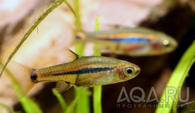 МИКРОРАСБОРА СТЕКЛЯННАЯ ( BORARAS UROPHTHALMOIDES )