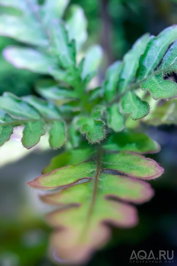 Hygrophila pinnatifida