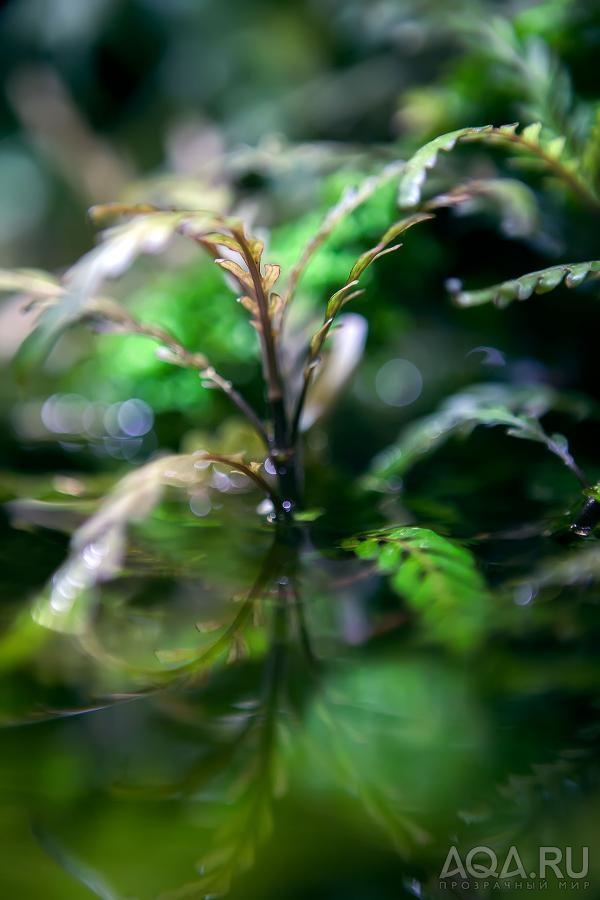 Hygrophila pinnatifida