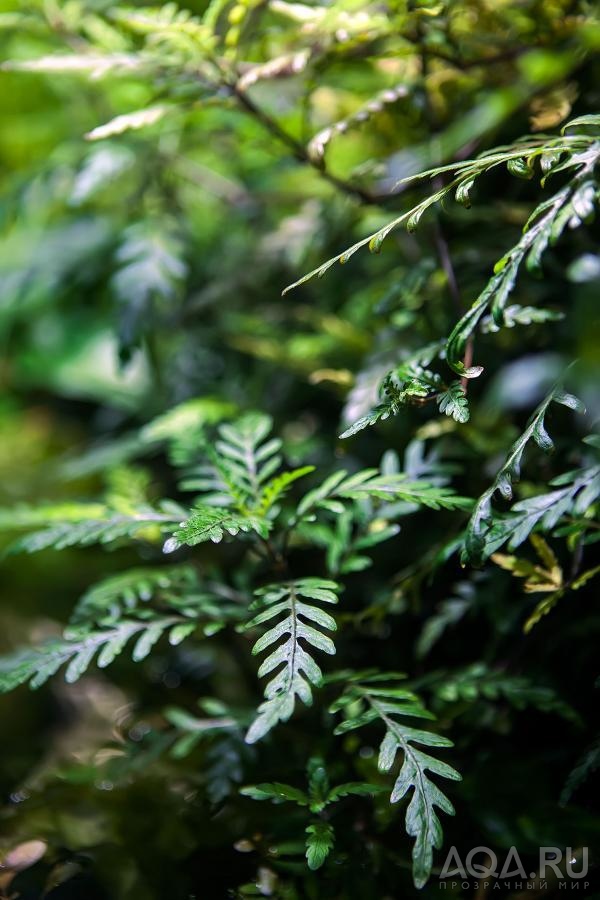 Hygrophila pinnatifida