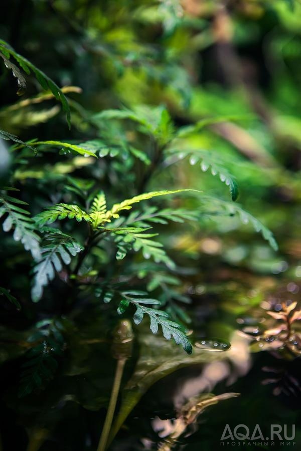 Hygrophila pinnatifida