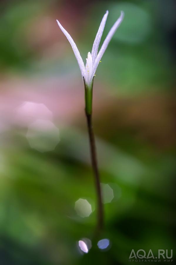 Бликса японская (Blyxa japonica)