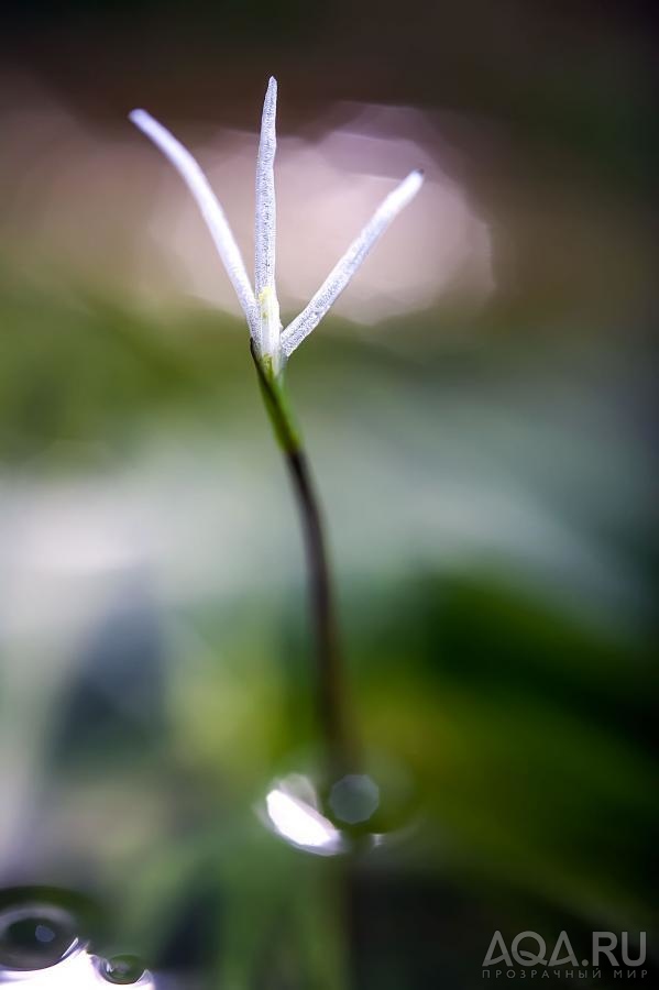 Бликса японская (Blyxa japonica)