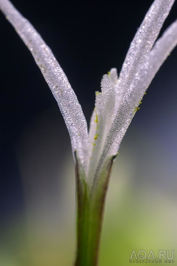 Бликса японская (Blyxa japonica)