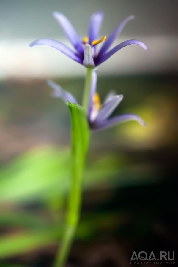 Heteranthera zosterifolia