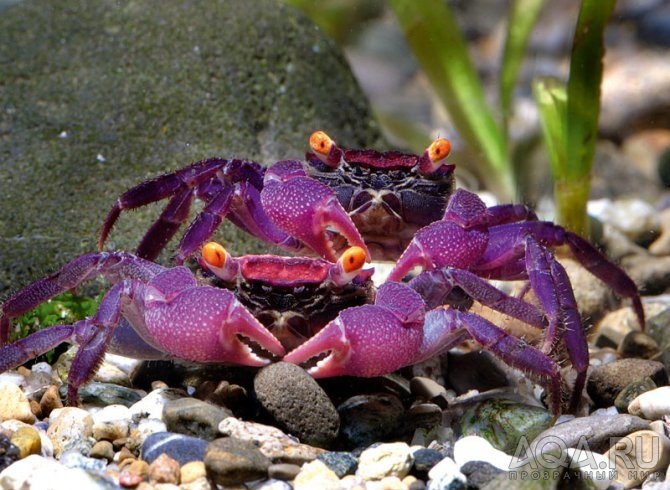 КРАБ КАРНАВАЛЬНЫЙ,КРАБ ВАМПИР ( VAMPIRE CRAB, GEOSESARMA SP. )