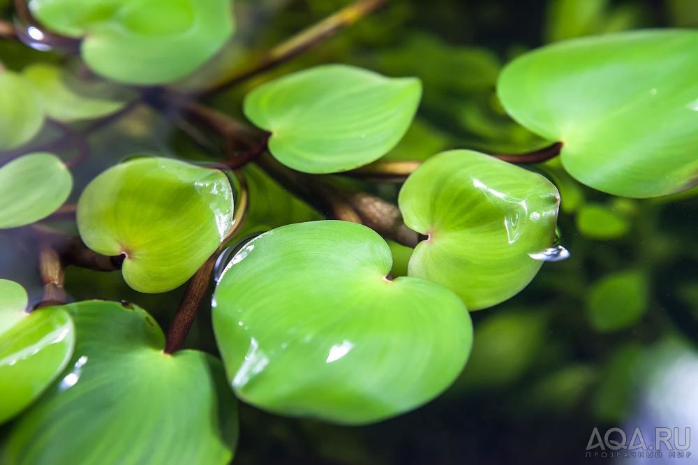 Eichhornia azurea