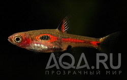 Расбора мера (Boraras merah)