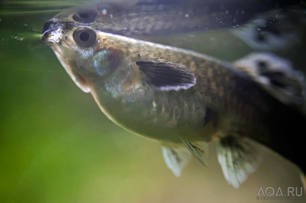 Poecilia reticulata