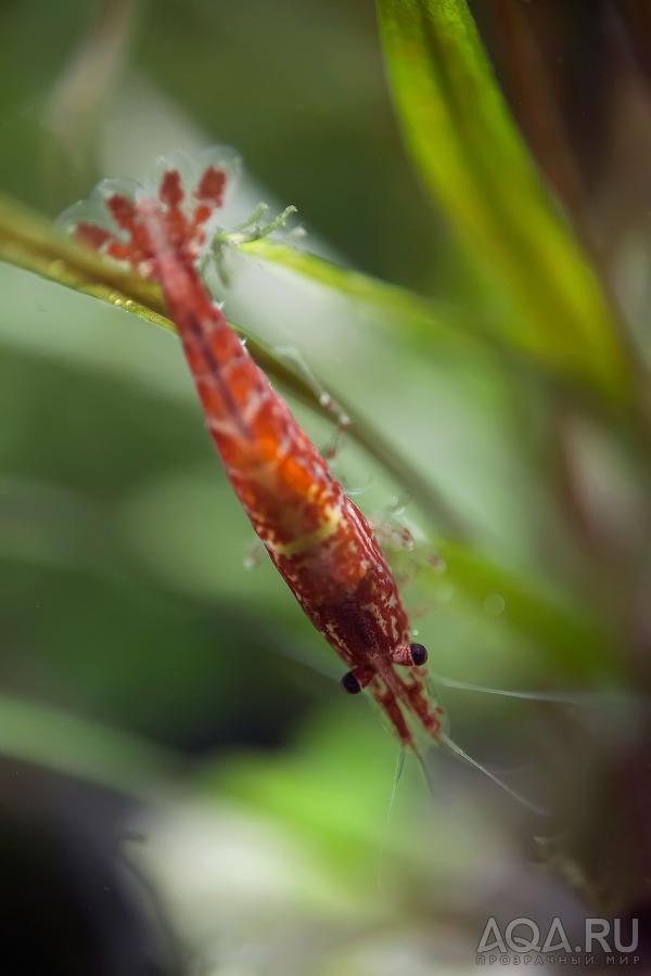 Neocaridina Heteropoda