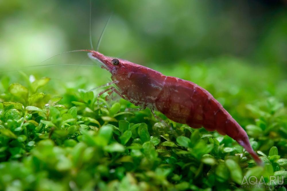 Neocaridina Heteropoda