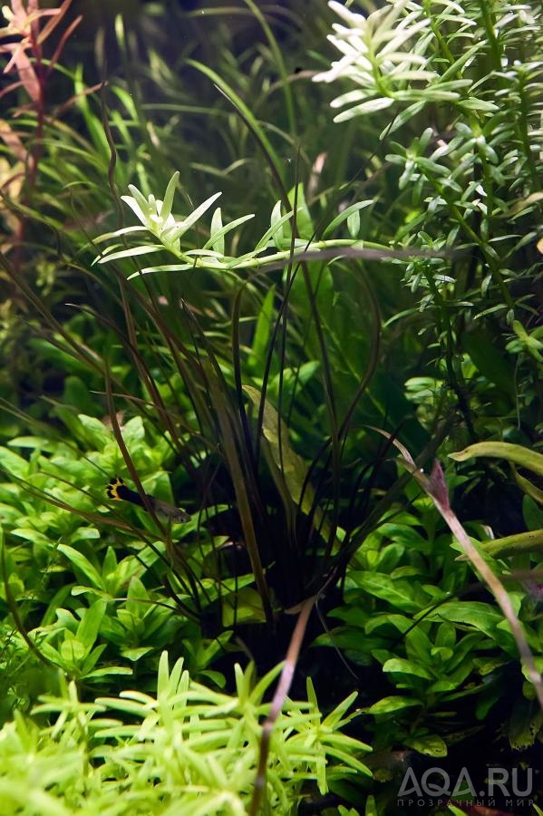 Cryptocoryne crispatula var. tonkinensis  & Rotala rotundifolia sp green