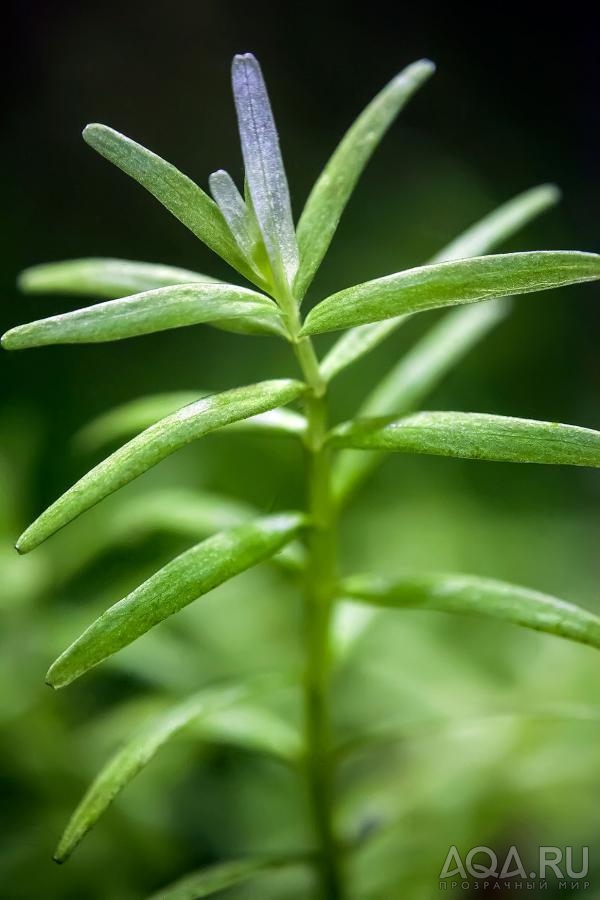 Rotala rotundifolia green