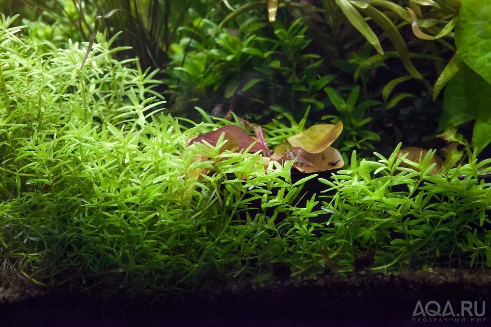 Rotala rotundifolia green