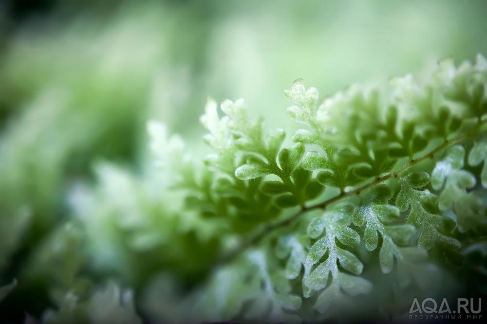 Nephrolepis exaltata 'Smithii'