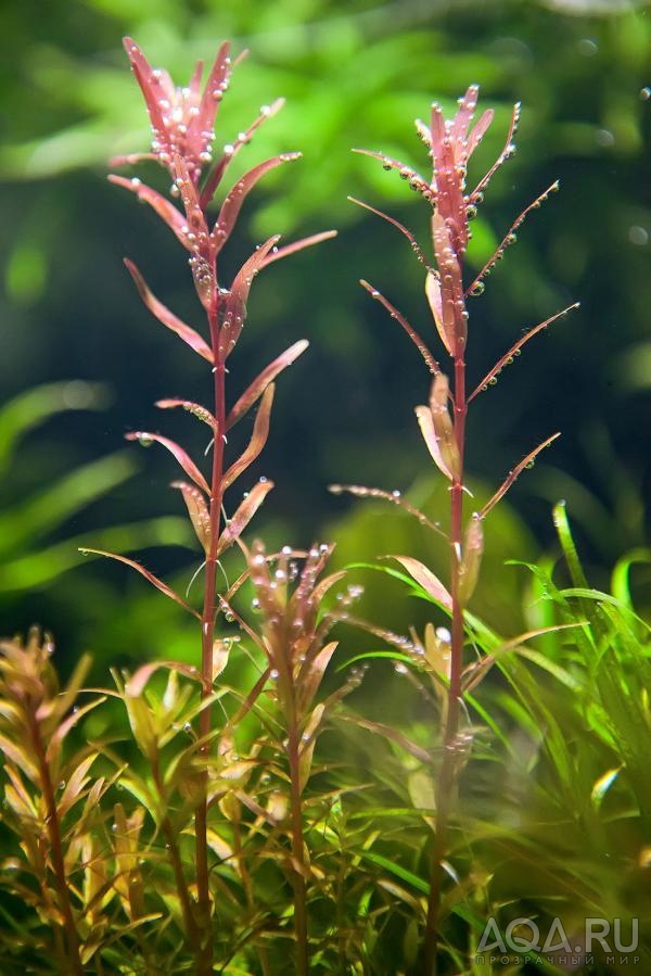 Rotala roundifolia